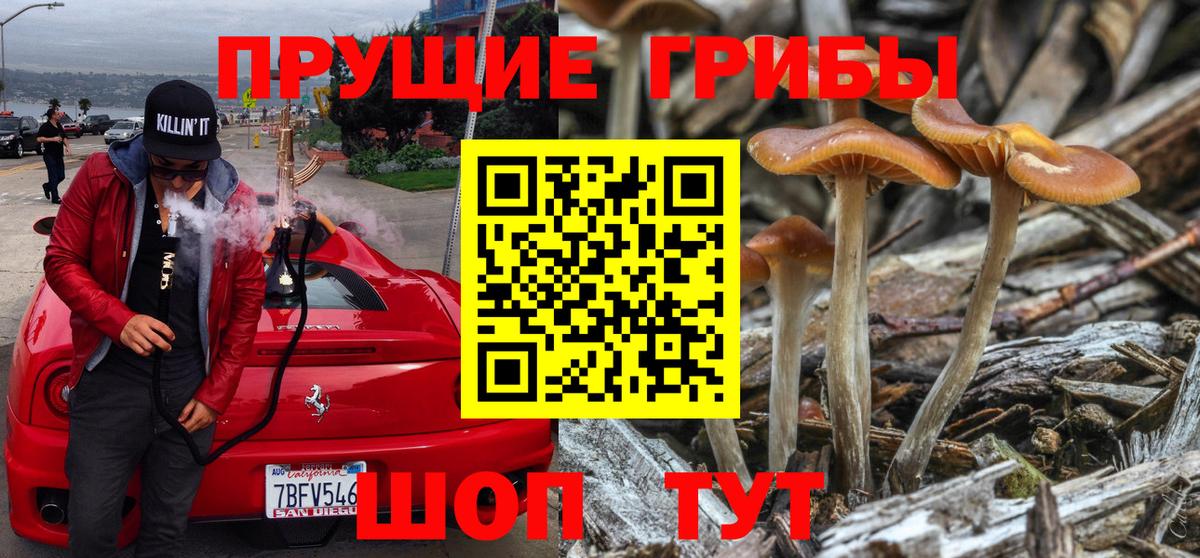 Псилоцибиновые грибы Psilocybe  Псилоцибиновые грибы мицелий  Нарткала  Вход с VPN 