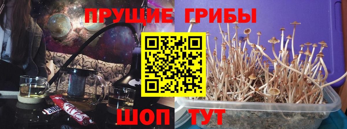 Псилоцибиновые грибы прущие грибы Нарткала